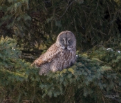 GreatGrayOwl025 DeNoiseAI Low Light
